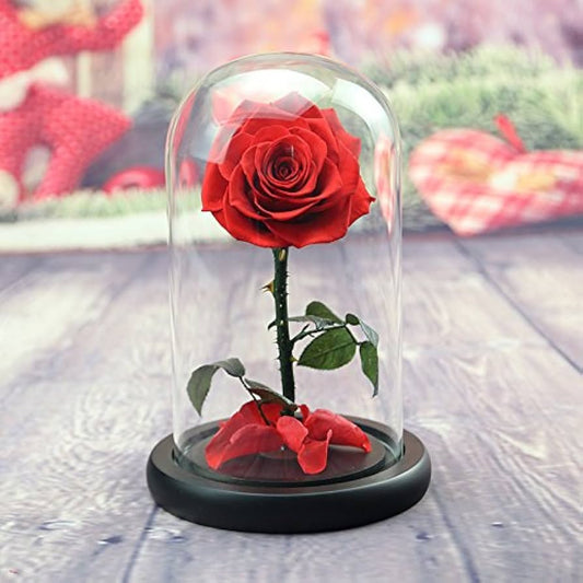 Real Preserved Red Rose in Glass Dome